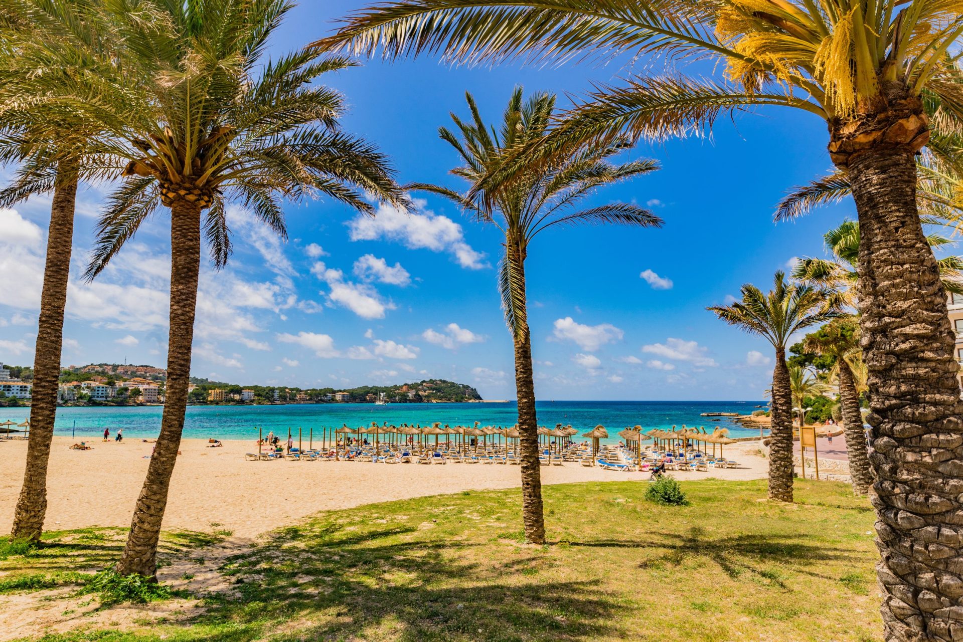Spain Majorca, beach with palm trees, beautiful seaside in Santa Ponsa, Balearic Islands main photo